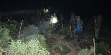 ASSAM RIFLES LEADS MASSIVE OPERATION, DESTROYS ₹3.5 CRORE CANNABIS PLANTATION IN TRIPURA