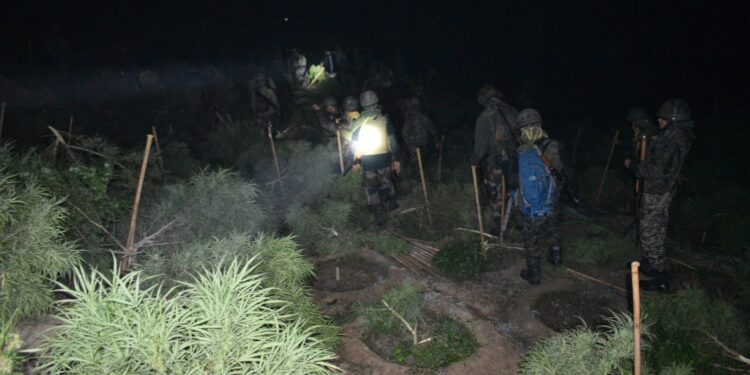 ASSAM RIFLES LEADS MASSIVE OPERATION, DESTROYS ₹3.5 CRORE CANNABIS PLANTATION IN TRIPURA