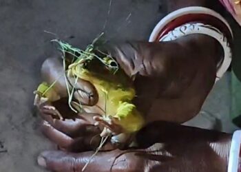 Hindu wedding ceremony for two frogs observes in Khowai district