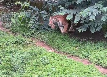 Tripura’s Sepahijala Zoo Welcomes First-Ever Tiger Cubs in Landmark Conservation Milestone