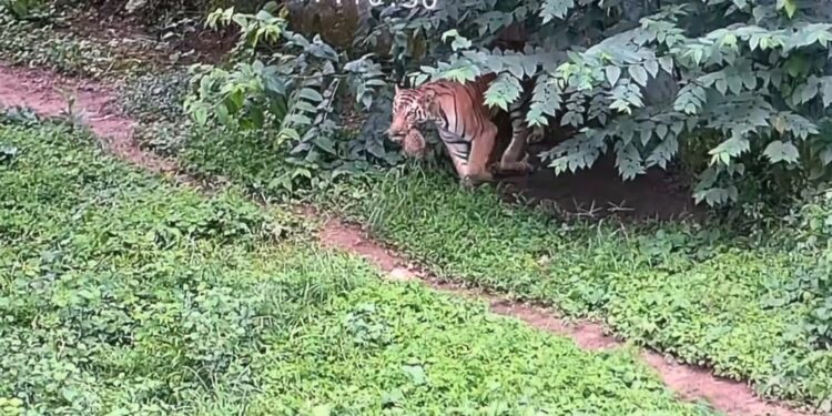 Tripura’s Sepahijala Zoo Welcomes First-Ever Tiger Cubs in Landmark Conservation Milestone