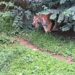 Tripura’s Sepahijala Zoo Welcomes First-Ever Tiger Cubs in Landmark Conservation Milestone