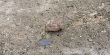 Panic in Maharajganj Bazaar as Grenade-Shaped Object Found