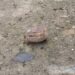 Panic in Maharajganj Bazaar as Grenade-Shaped Object Found