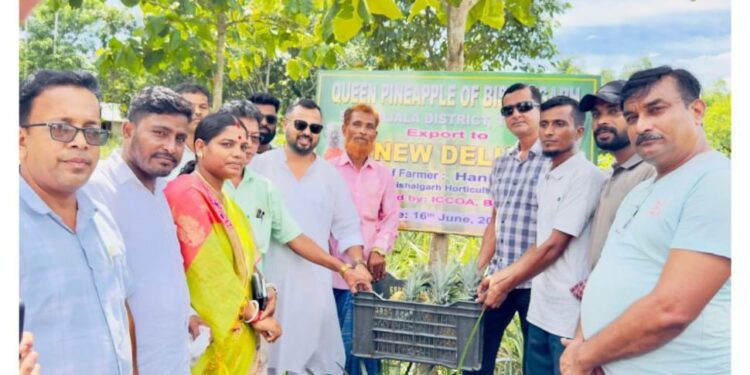 Tripura’s Bishalgarh Pineapples Reach Delhi, Marking Export Milestone