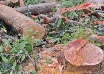 Elephant Menace Sparks Fear and Frustration in Tripura’s Krishnapur