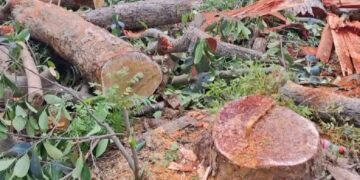 Elephant Menace Sparks Fear and Frustration in Tripura’s Krishnapur