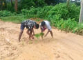 Villagers Plant Paddy on Dilapidated Road in Tripura’s Khowai District to Protest Neglect