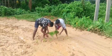 Villagers Plant Paddy on Dilapidated Road in Tripura’s Khowai District to Protest Neglect