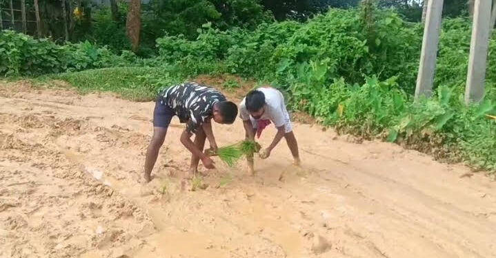 Villagers Plant Paddy on Dilapidated Road in Tripura’s Khowai District to Protest Neglect