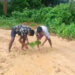 Villagers Plant Paddy on Dilapidated Road in Tripura’s Khowai District to Protest Neglect