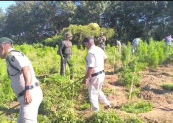 Sonamura: 2.25 lakh illegal ganja plants destroyed in major raid