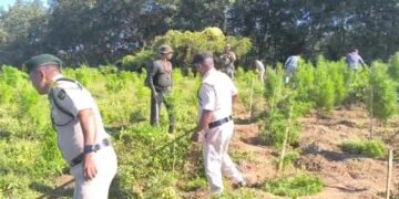 Sonamura: 2.25 lakh illegal ganja plants destroyed in major raid