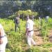 Sonamura: 2.25 lakh illegal ganja plants destroyed in major raid