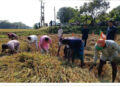 Kishor Barman Joins Paddy Harvesting Two Days Before His Wedding