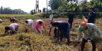 Kishor Barman Joins Paddy Harvesting Two Days Before His Wedding
