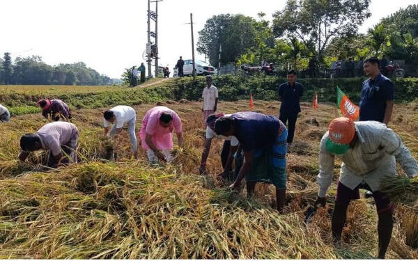 Kishor Barman Joins Paddy Harvesting Two Days Before His Wedding
