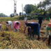 Kishor Barman Joins Paddy Harvesting Two Days Before His Wedding