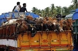 Cattle Sale Dispute Triggers Violence in Kailashahar’s Pakhirbada