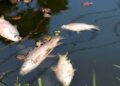 College Tilla Lake fish deaths trigger public outcry