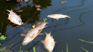 College Tilla Lake fish deaths trigger public outcry