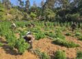 Assam Rifles Destroys 1.45 Lakh Ganja Saplings in Major Anti-Narcotics Operation in Tripura