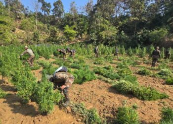 Assam Rifles Destroys 1.45 Lakh Ganja Saplings in Major Anti-Narcotics Operation in Tripura