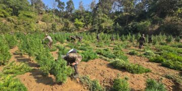 Assam Rifles Destroys 1.45 Lakh Ganja Saplings in Major Anti-Narcotics Operation in Tripura