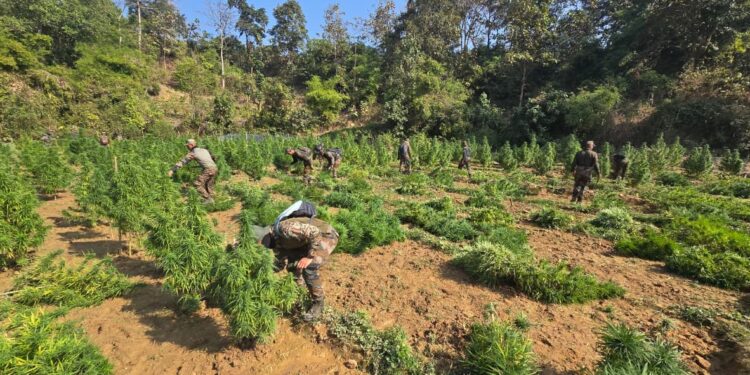 Assam Rifles Destroys 1.45 Lakh Ganja Saplings in Major Anti-Narcotics Operation in Tripura
