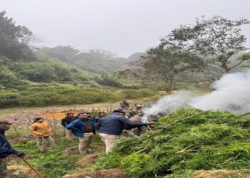 Rs 108 cr ganja plants destroyed in major Tripura anti-drug drive