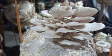 Tripura to set up mushroom spawn unit in West Tripura