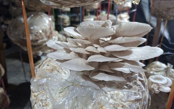 Tripura to set up mushroom spawn unit in West Tripura