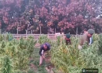 Lefunga police uproot nearly 9,000 ganja plants