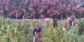 Lefunga police uproot nearly 9,000 ganja plants