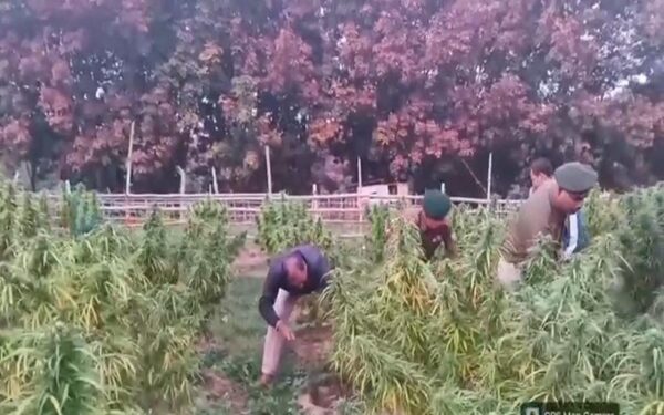 Lefunga police uproot nearly 9,000 ganja plants