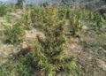 Police destroy large cannabis plantation in Anandnagar