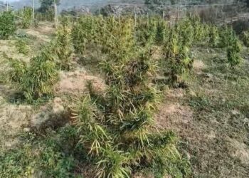 Police destroy large cannabis plantation in Anandnagar