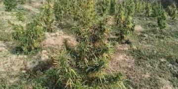 Police destroy large cannabis plantation in Anandnagar