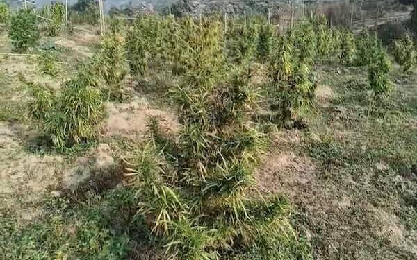 Police destroy large cannabis plantation in Anandnagar