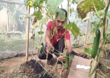 Young Tribal Farmer Succeeds With Polyhouse Cucumber in Kalyanpur
