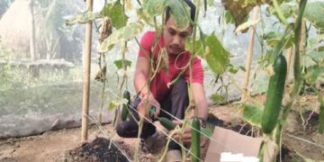 Young Tribal Farmer Succeeds With Polyhouse Cucumber in Kalyanpur