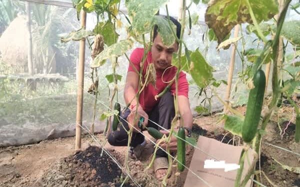 Young Tribal Farmer Succeeds With Polyhouse Cucumber in Kalyanpur