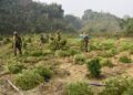 ASSAM RIFLES DESTROYS ILLICIT GANJA CULTIVATION IN TRIPURA