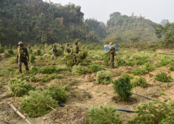 ASSAM RIFLES DESTROYS ILLICIT GANJA CULTIVATION IN TRIPURA