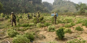 ASSAM RIFLES DESTROYS ILLICIT GANJA CULTIVATION IN TRIPURA