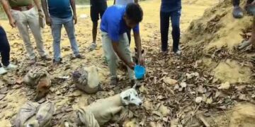 Indigenous Dogs Rescued in Mungiakami