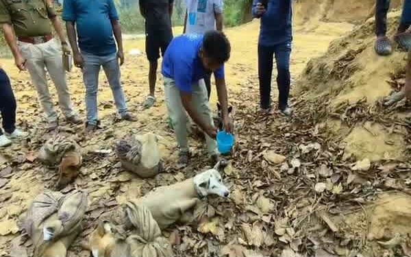 Indigenous Dogs Rescued in Mungiakami