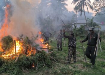 Over 90,000 Ganja Plants Destroyed in Massive Anti-Narcotics Operation in Sonamura Forest Areas