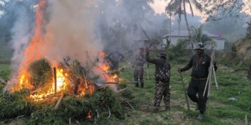 Over 90,000 Ganja Plants Destroyed in Massive Anti-Narcotics Operation in Sonamura Forest Areas