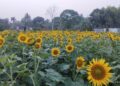 Charilam Sunflower Orchard Draws Viral Tourist Rush